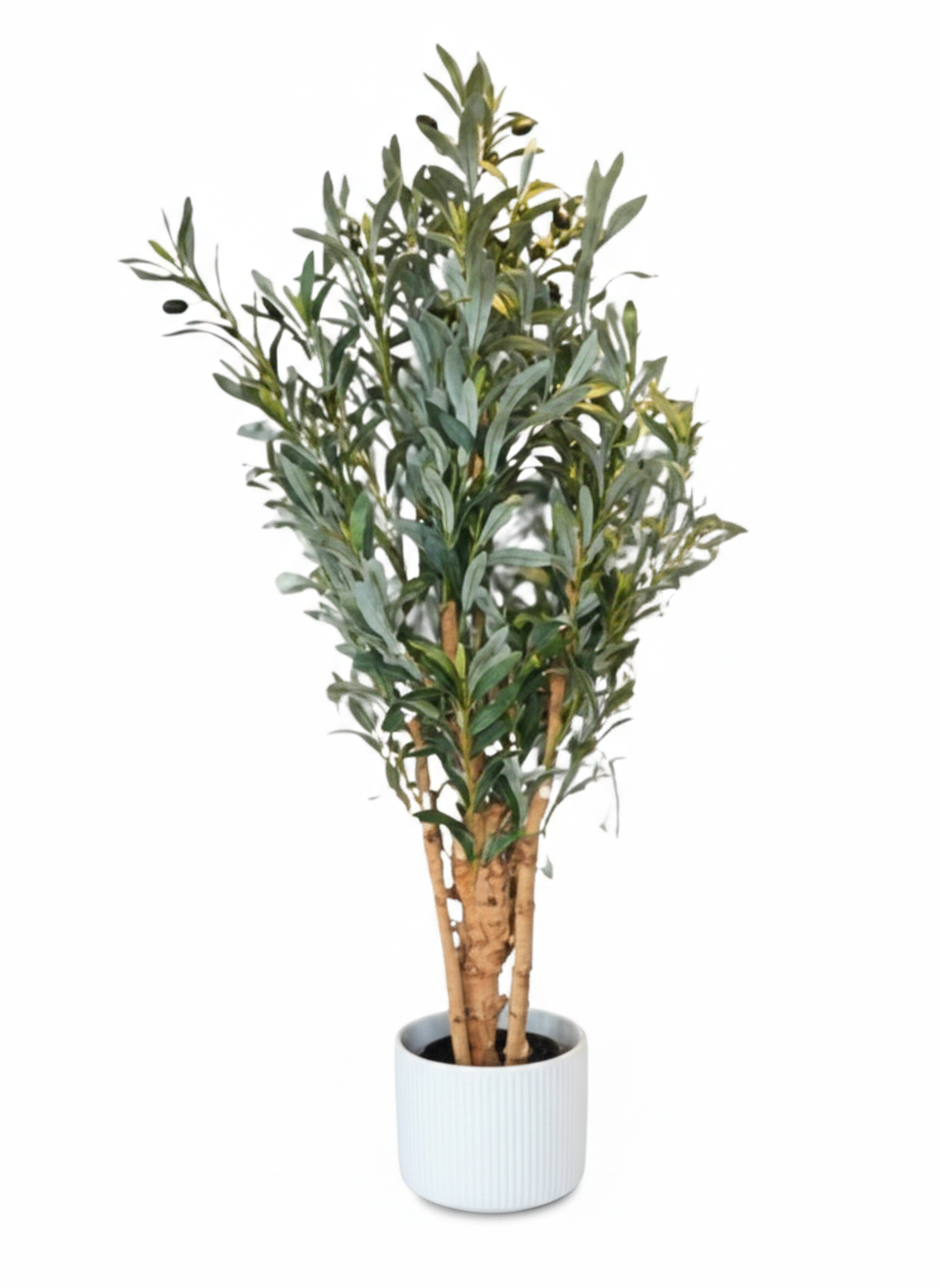 Olive Plant