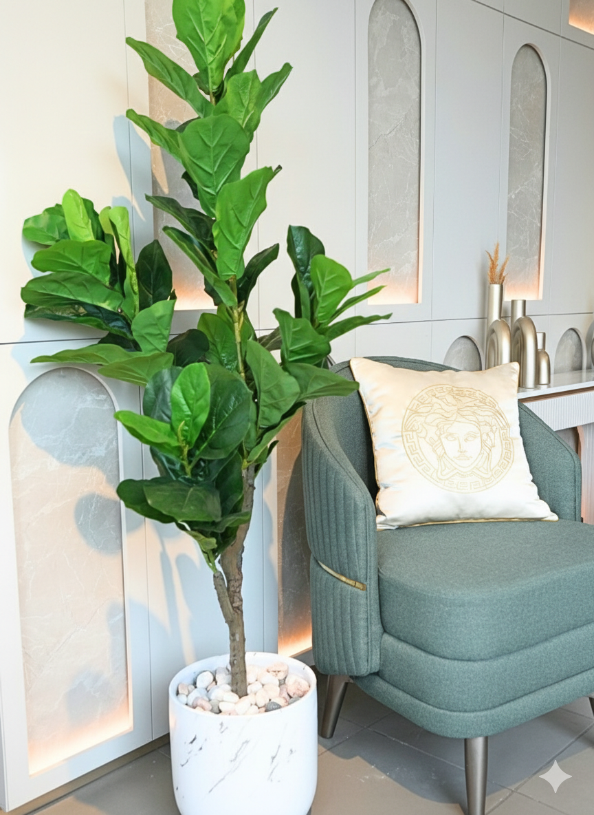 Fiddle Leaf Fig Plant